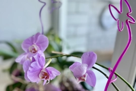 3-к квартира в Дружном